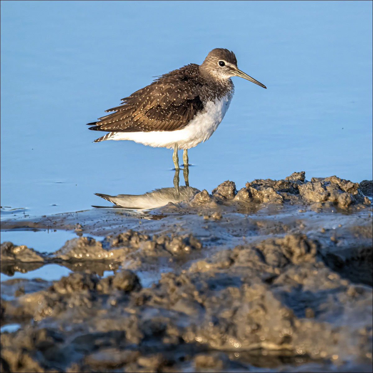 Green Sandpiper (Witgat)