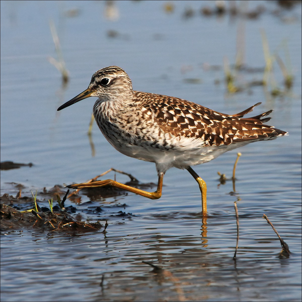 Wood Sandpiper (Bosruiter)