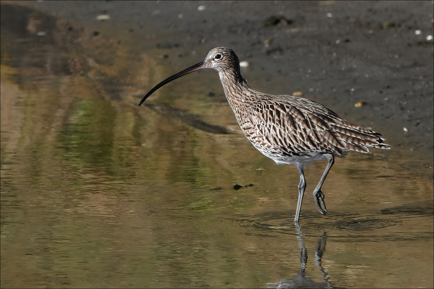 Eurasian Curlew (Wulp)