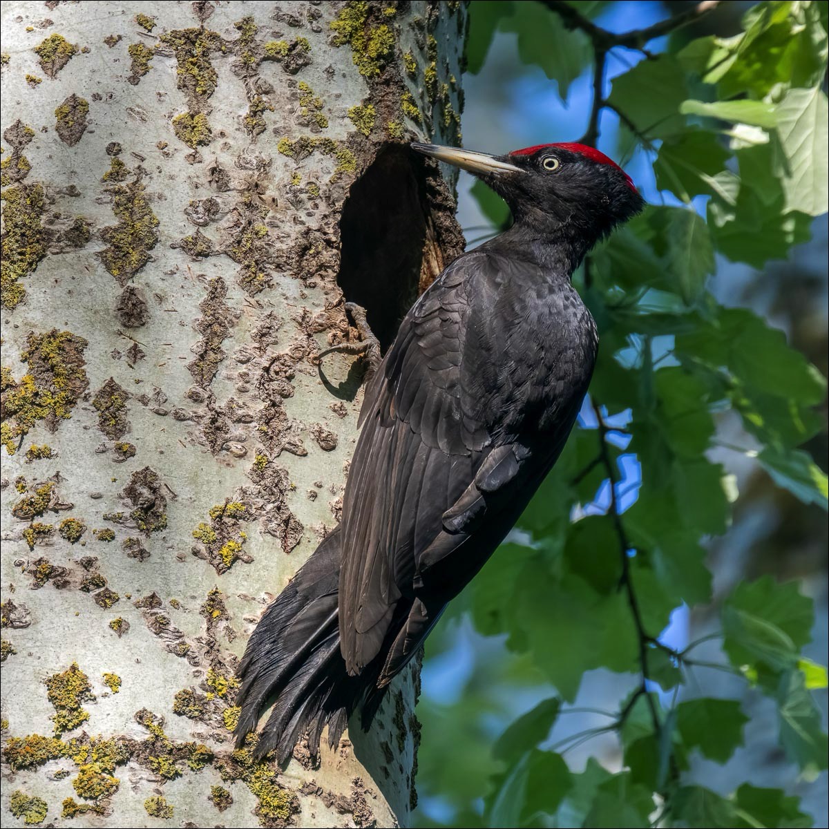 Black Woodpecker (Zwarte Specht)