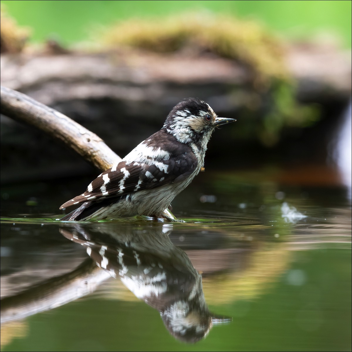 Lesser Spotted Woodpecker (Kleine Bonte Specht)