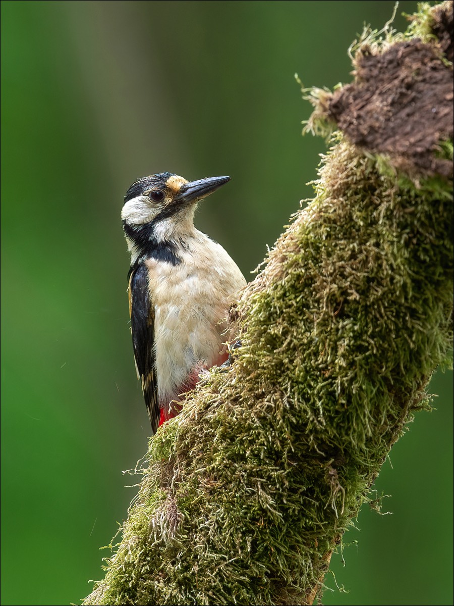 Great Spotted Woodpecker (Grote Bonte Specht)