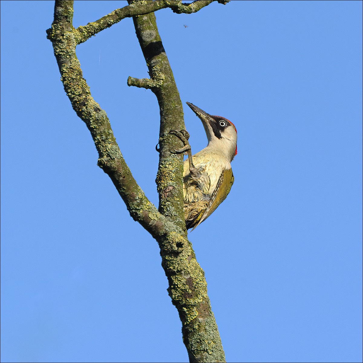 Green Woodpecker (Groene Specht)