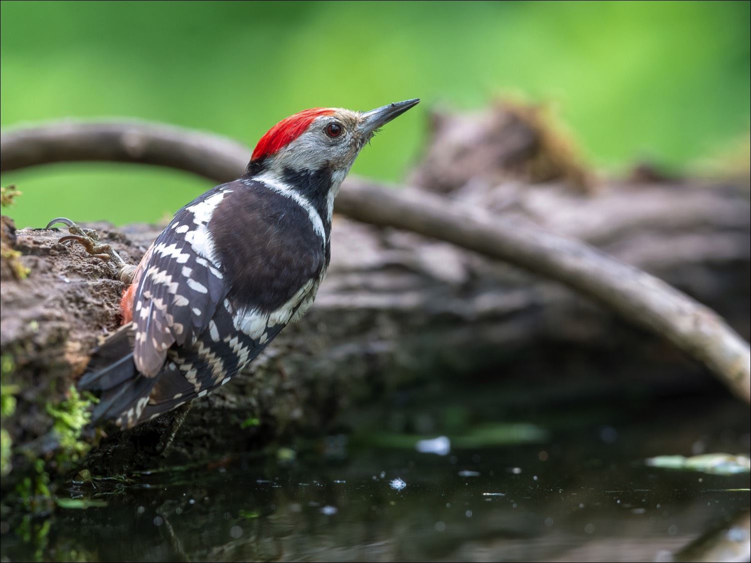 Middle Spotted Woodpecker (Middelste Bonte Specht)