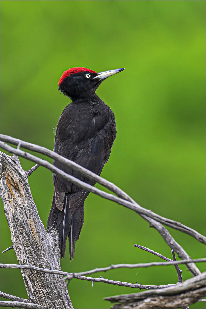 Black Woodpecker (Zwarte Specht)