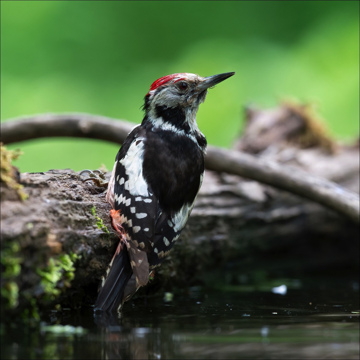 Middle Spotted Woodpecker (Middelste Bonte Specht)