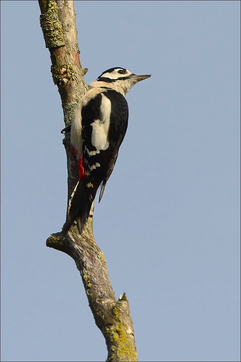 Great Spotted Woodpecker (Grote Bonte Specht)