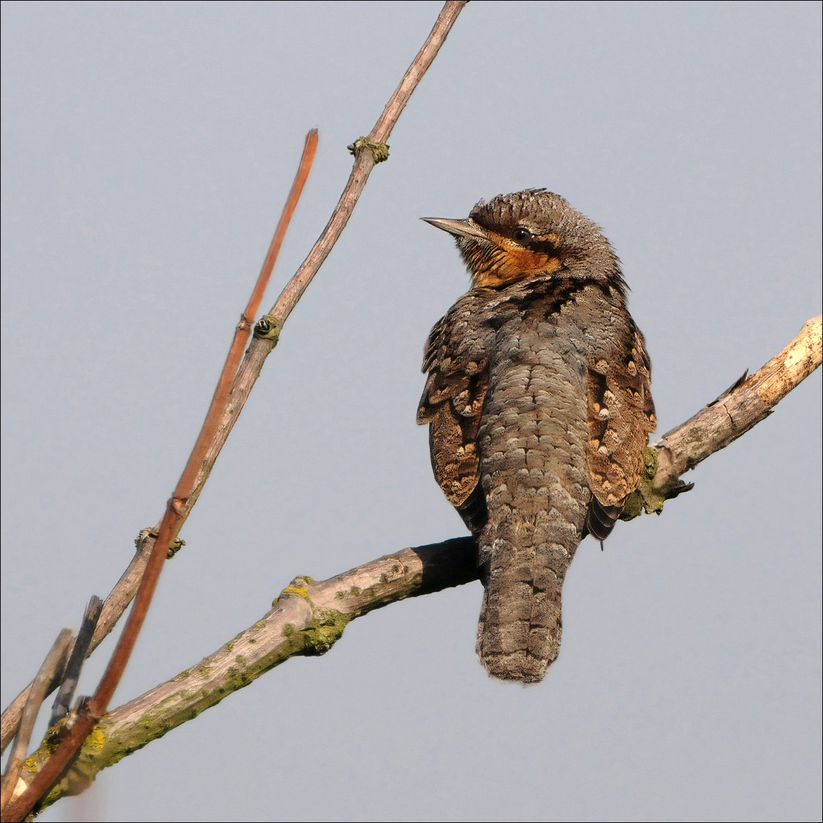 Wryneck (Draaihals)