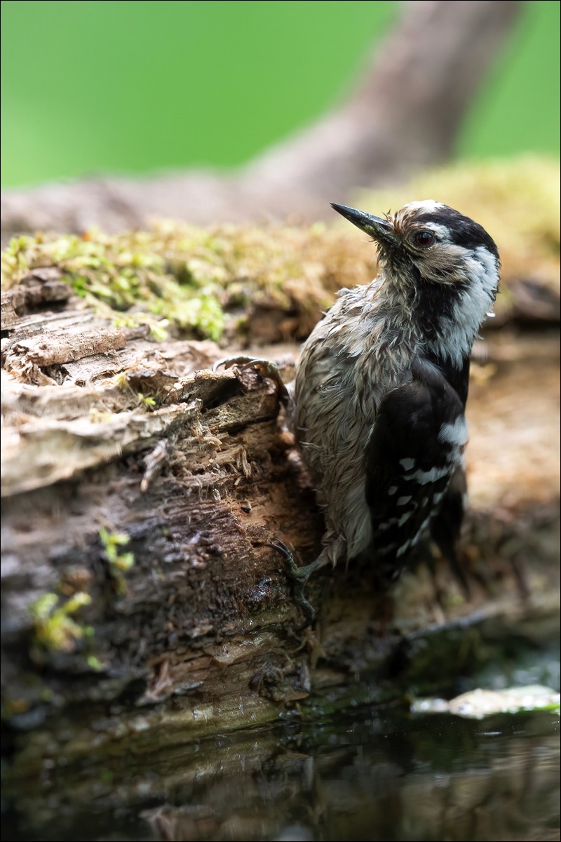 Lesser Spotted Woodpecker (Kleine Bonte Specht)