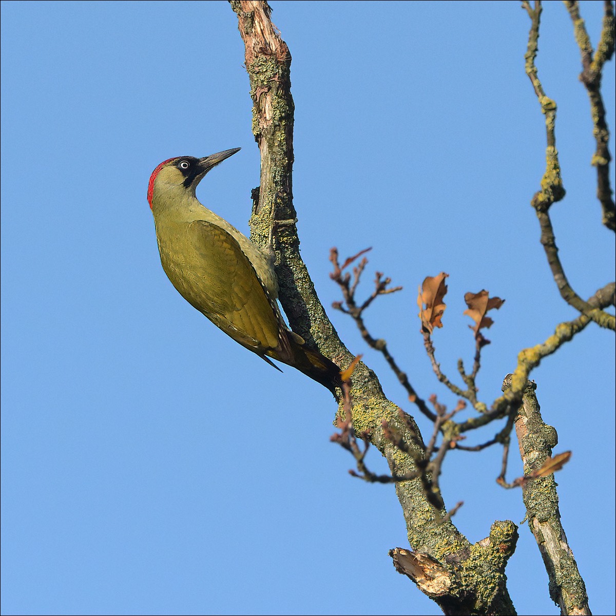 Green Woodpecker (Groene Specht)