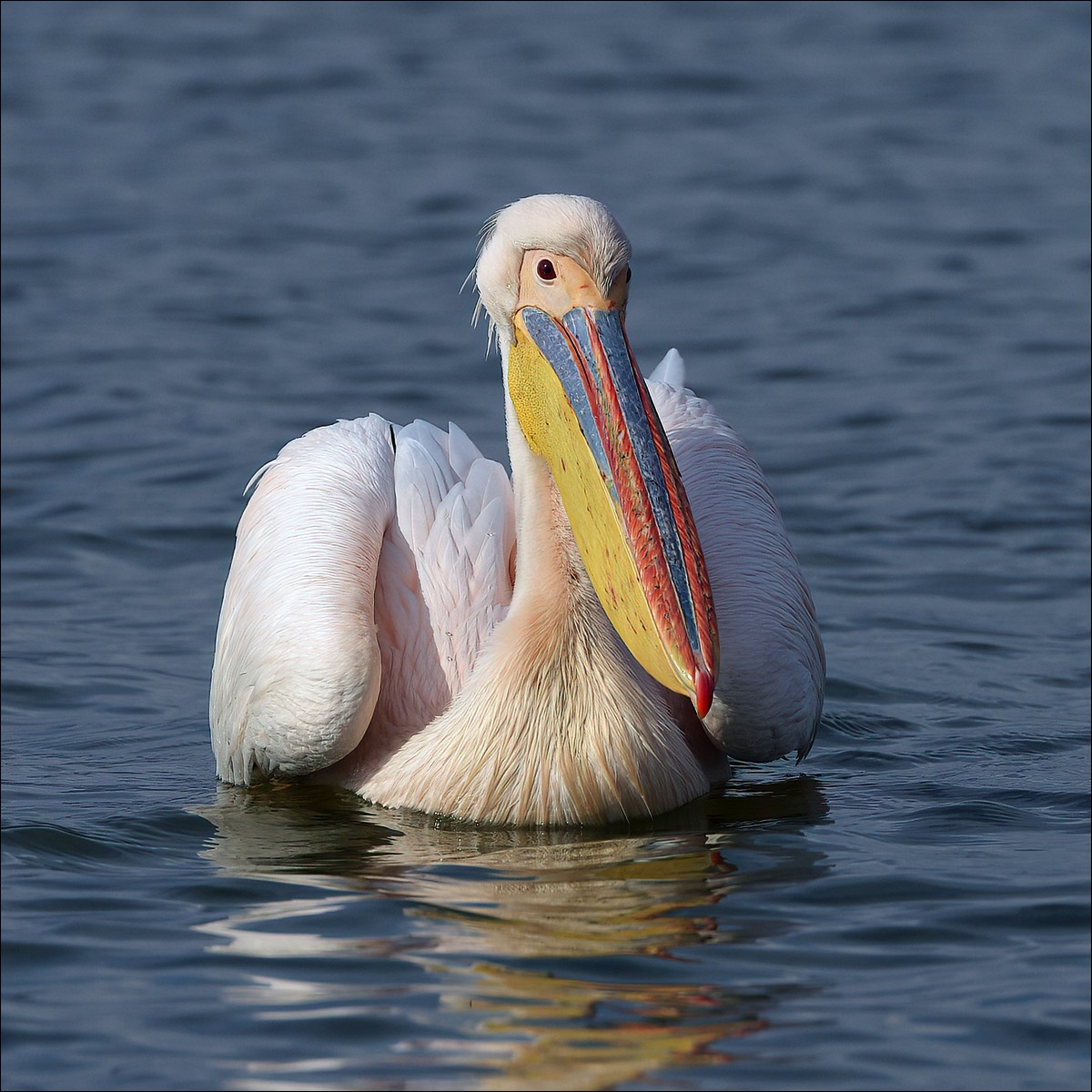 White Pelican (Witte Pelikaan)