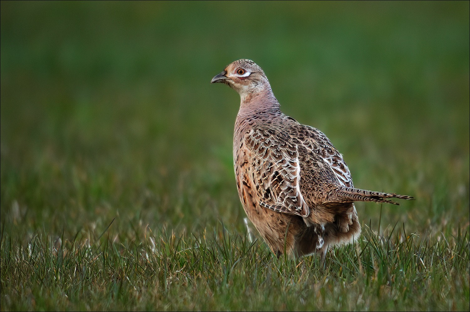 Pheasant (Fazant)