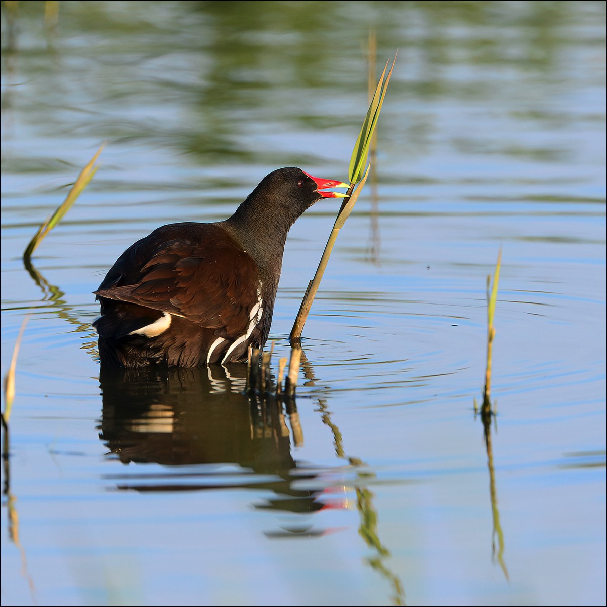 Moorhen (Waterhoen)