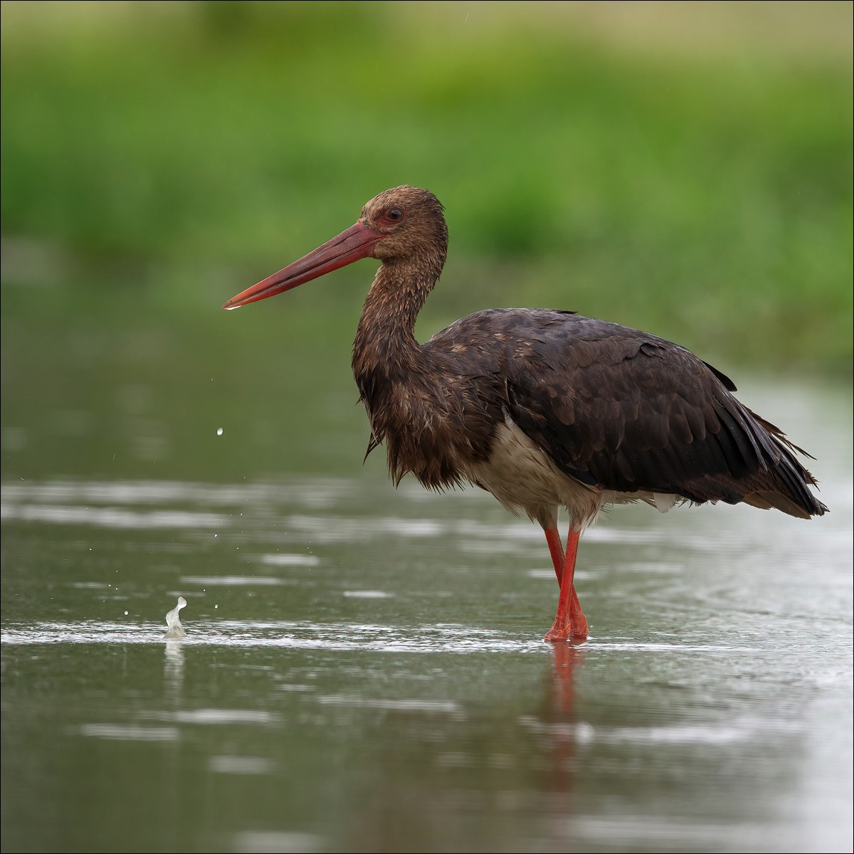 Black Stork (Zwarte Ooievaar)