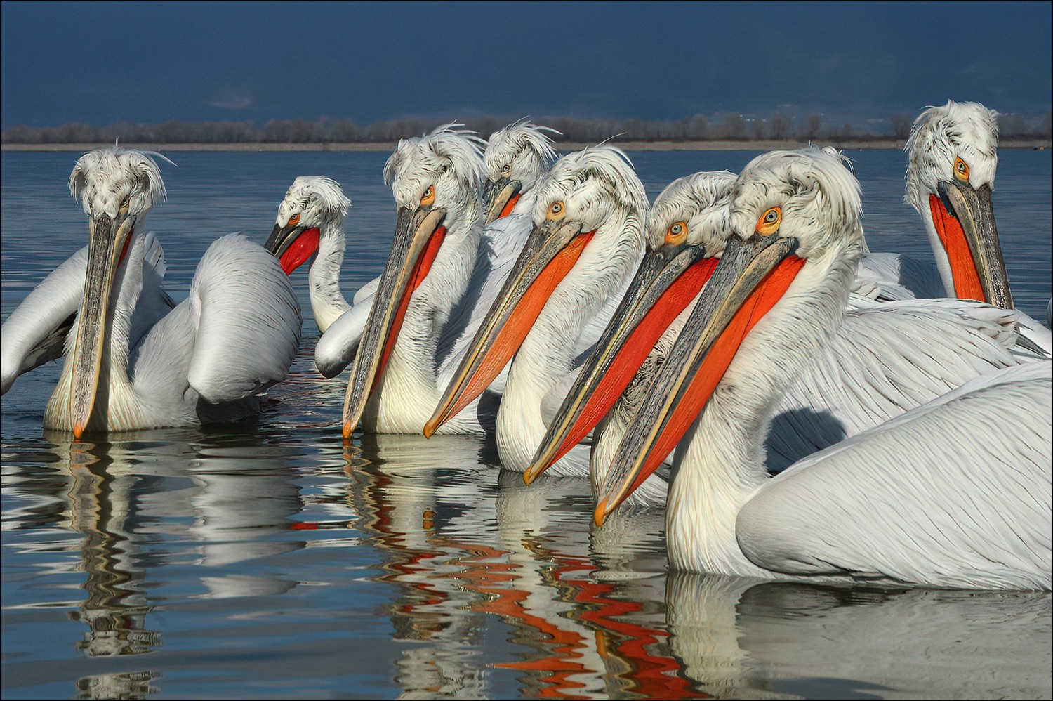 Galmatian Pelican (Kroeskoppelikaan)