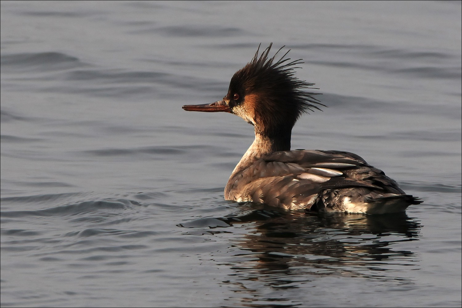 Red-breasted Merganser (Middelste Zaagbek)