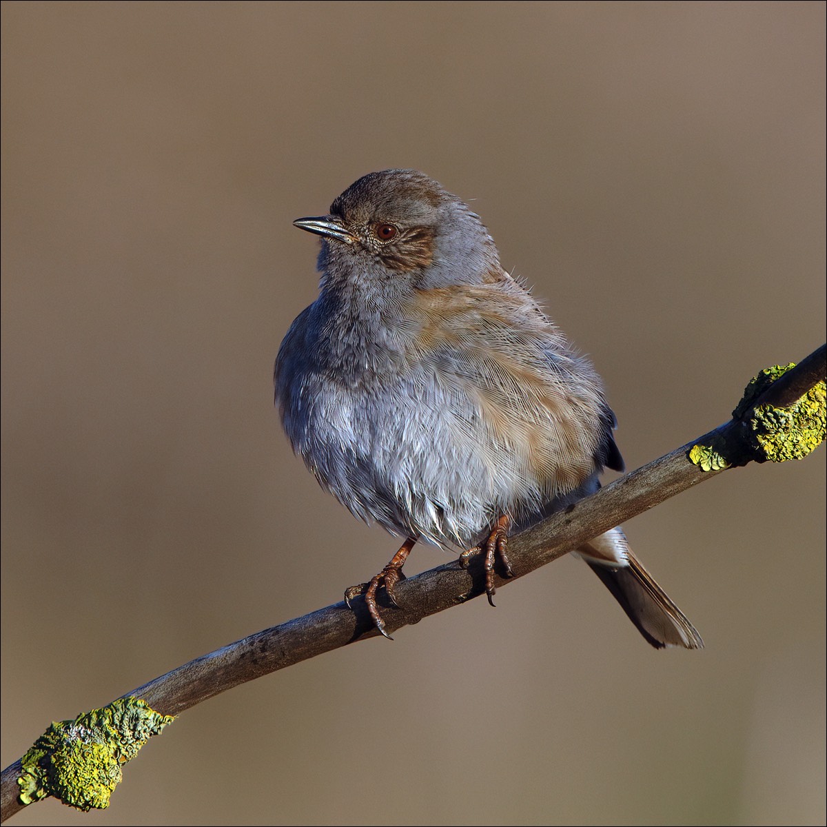 Hedge Accentor (Heggenmus)