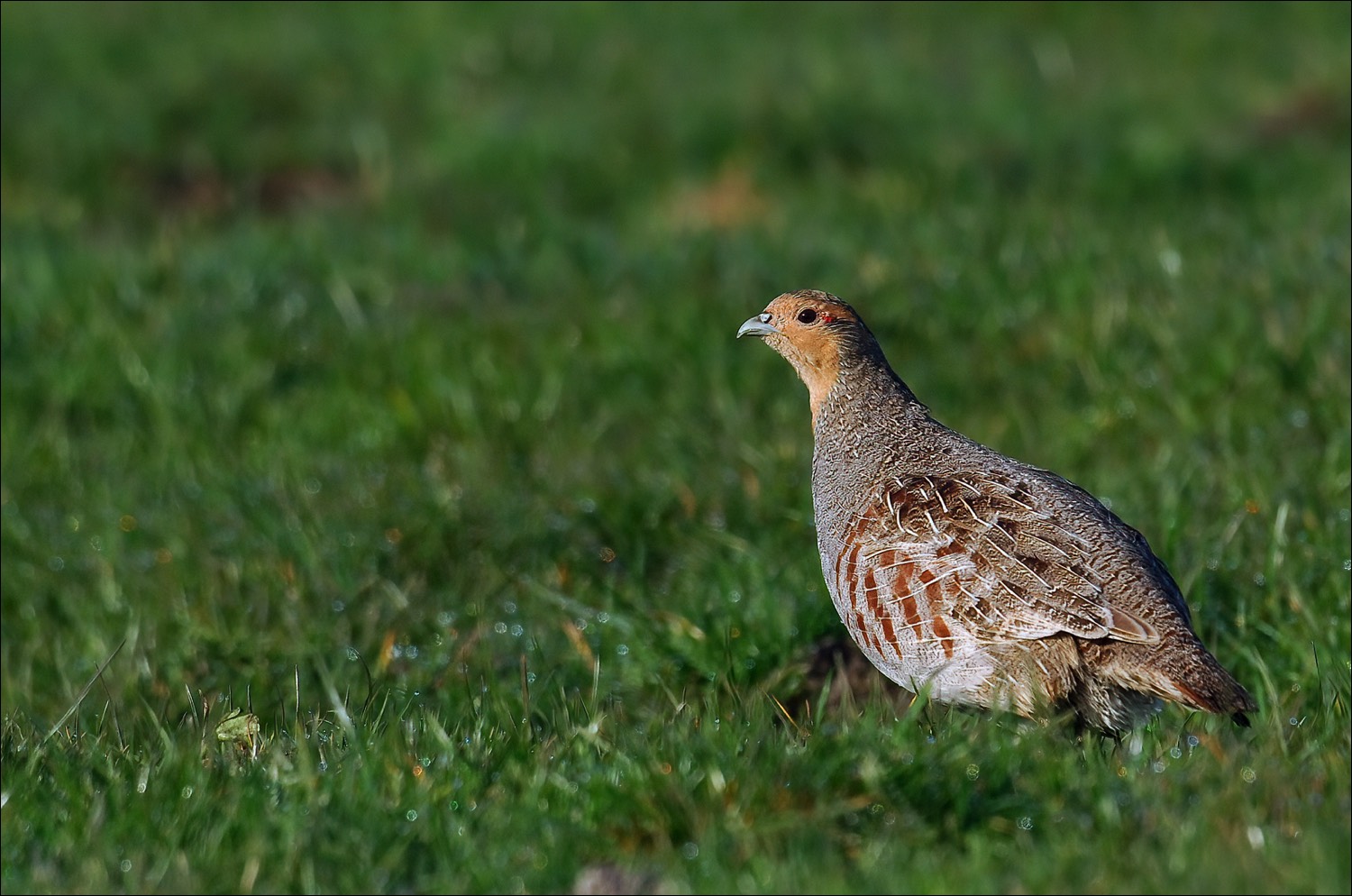 Grey Partridge (Patrijs)