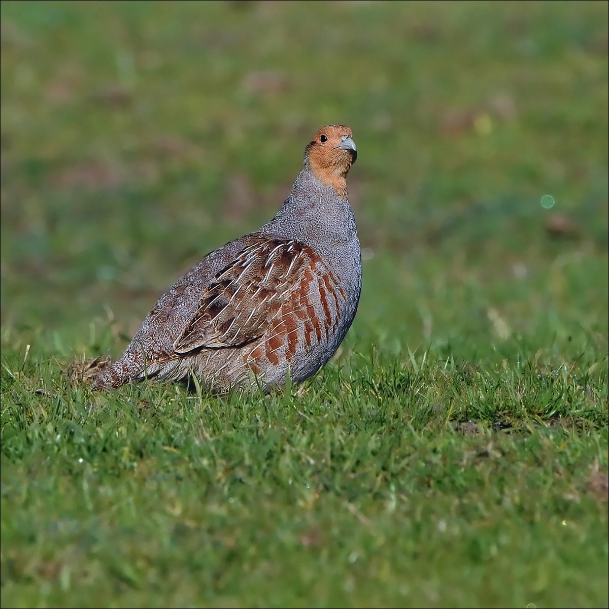 Grey Partridge (Patrijs)