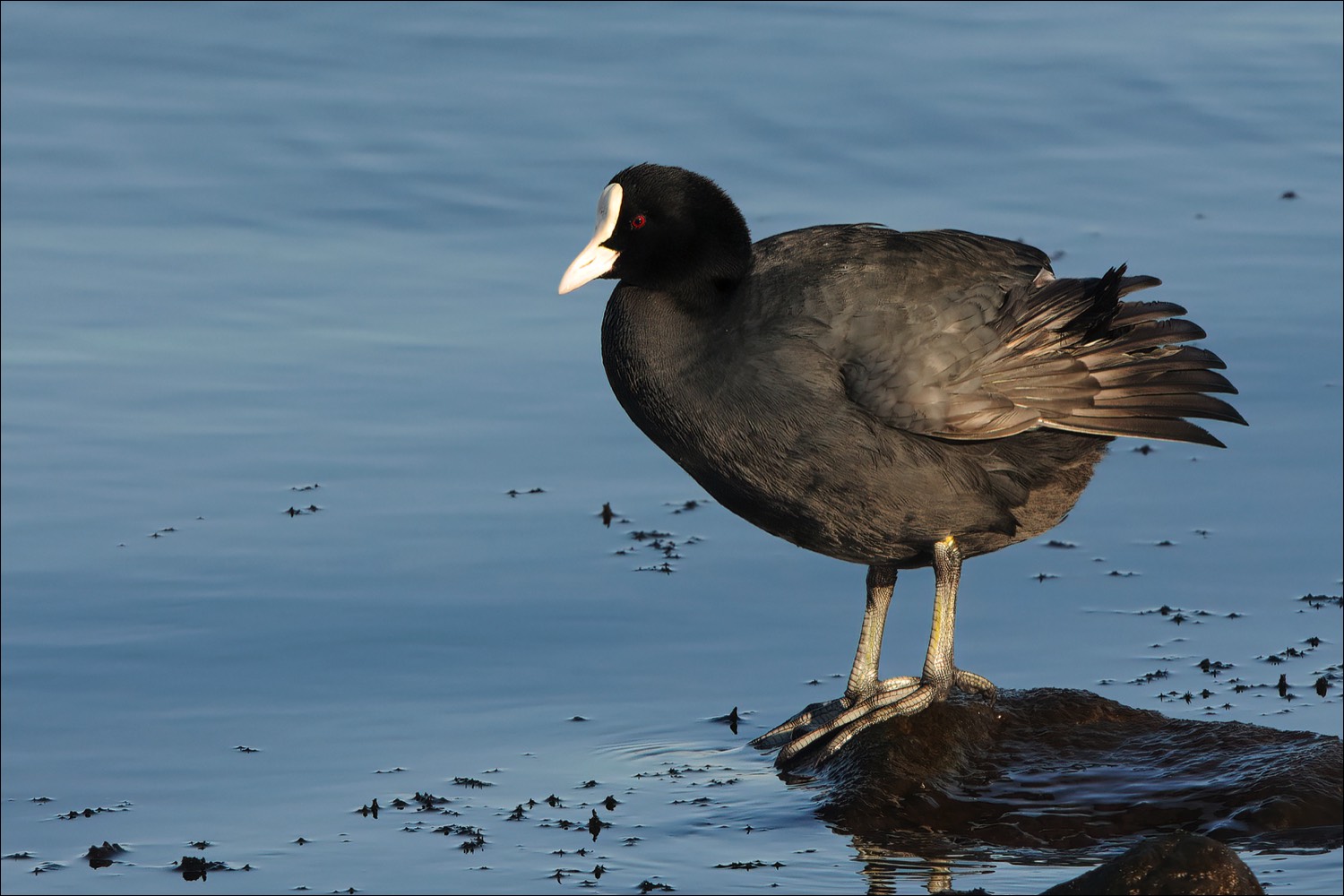 Common Coot (Meerkoet)