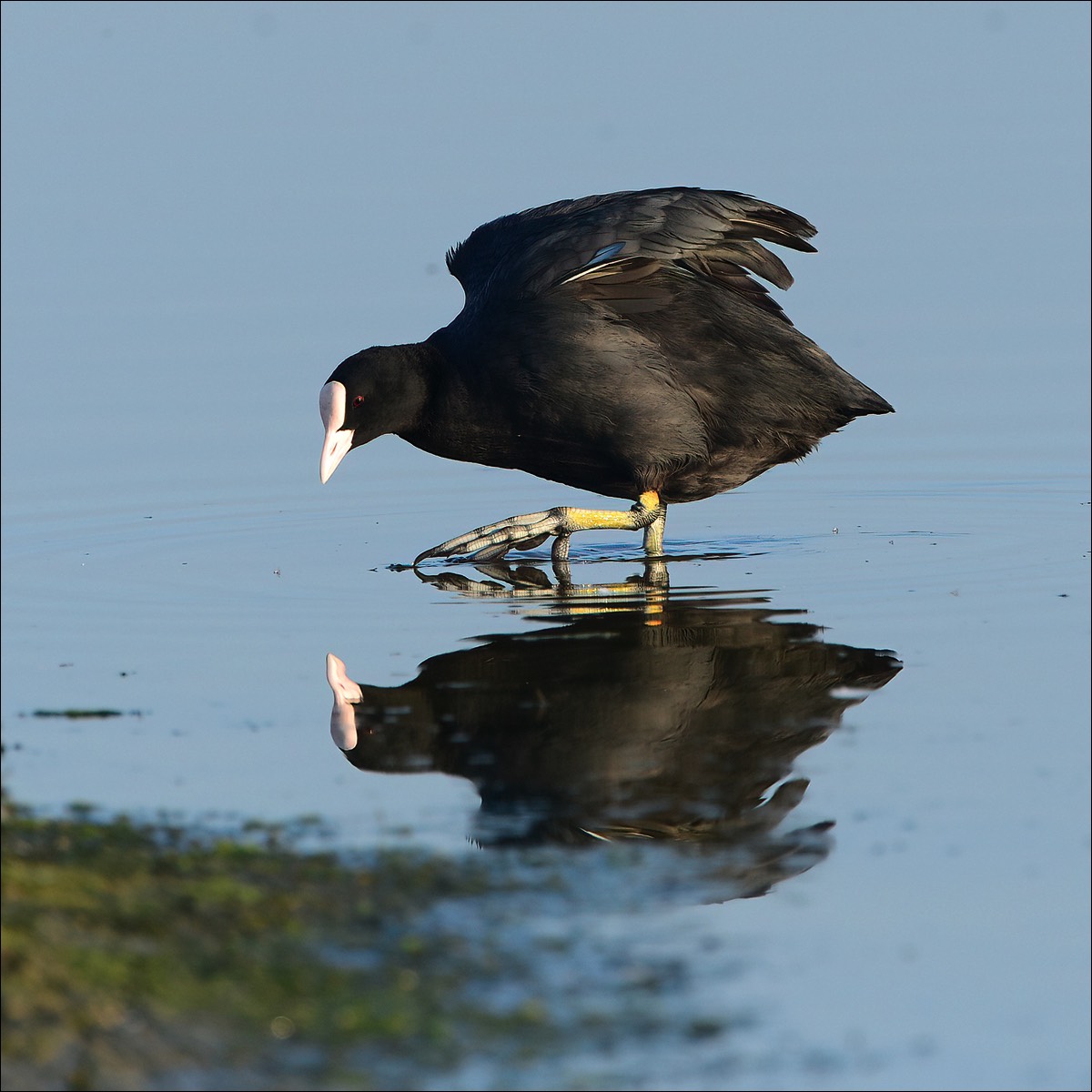 Common Coot (Meerkoet)