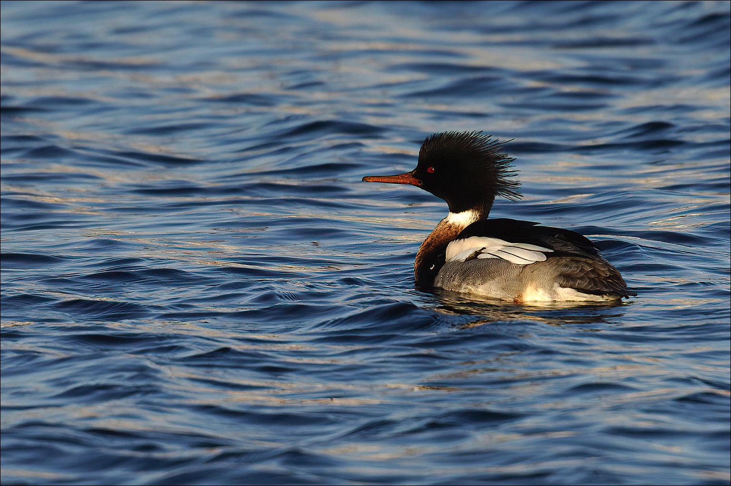 Red-breasted Merganser (Middelste Zaagbek)