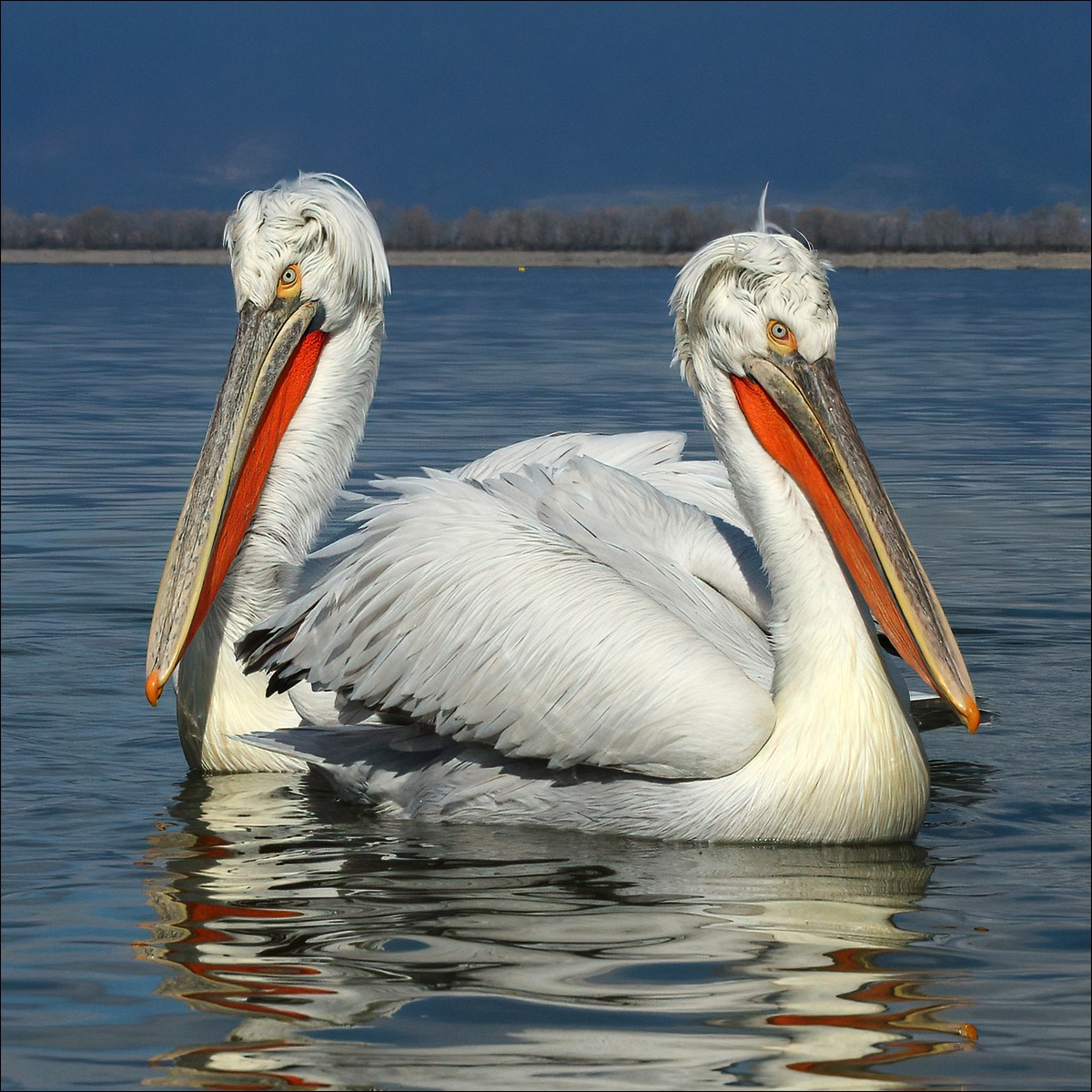 Galmatian Pelican (Kroeskoppelikaan)