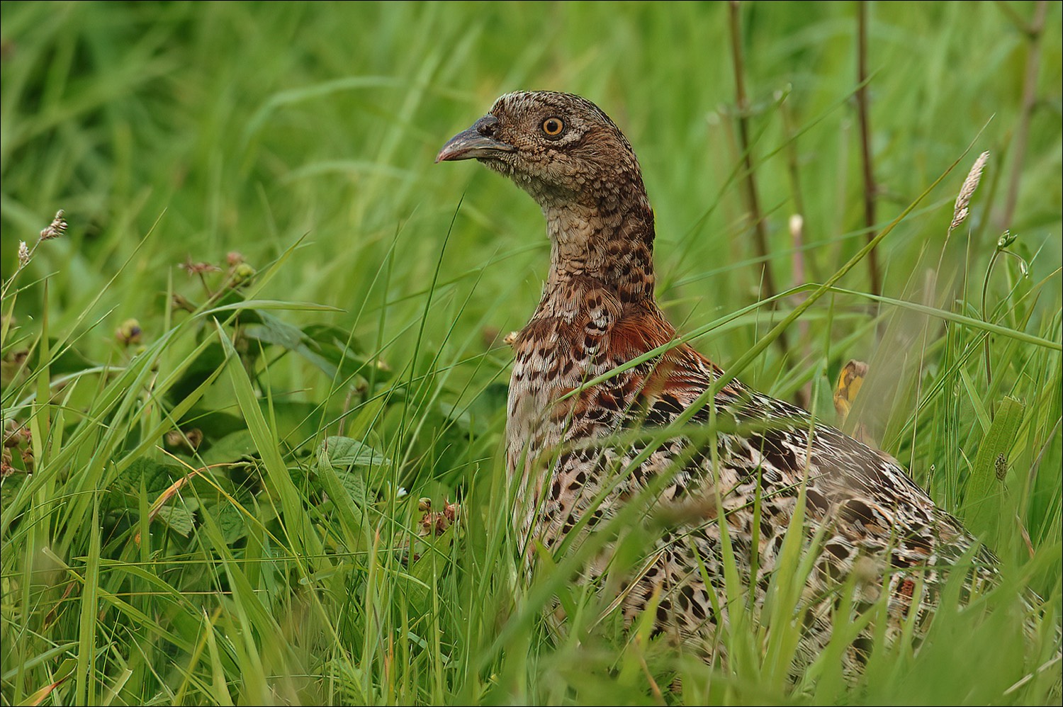 Pheasant (Fazant)