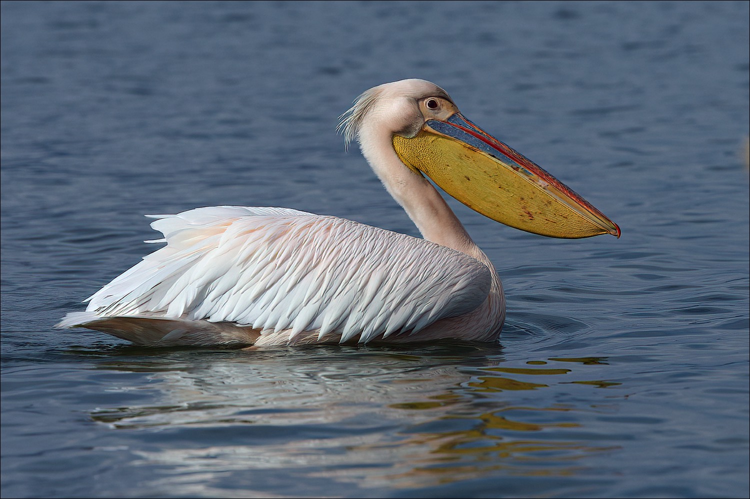 White Pelican (Witte Pelikaan)