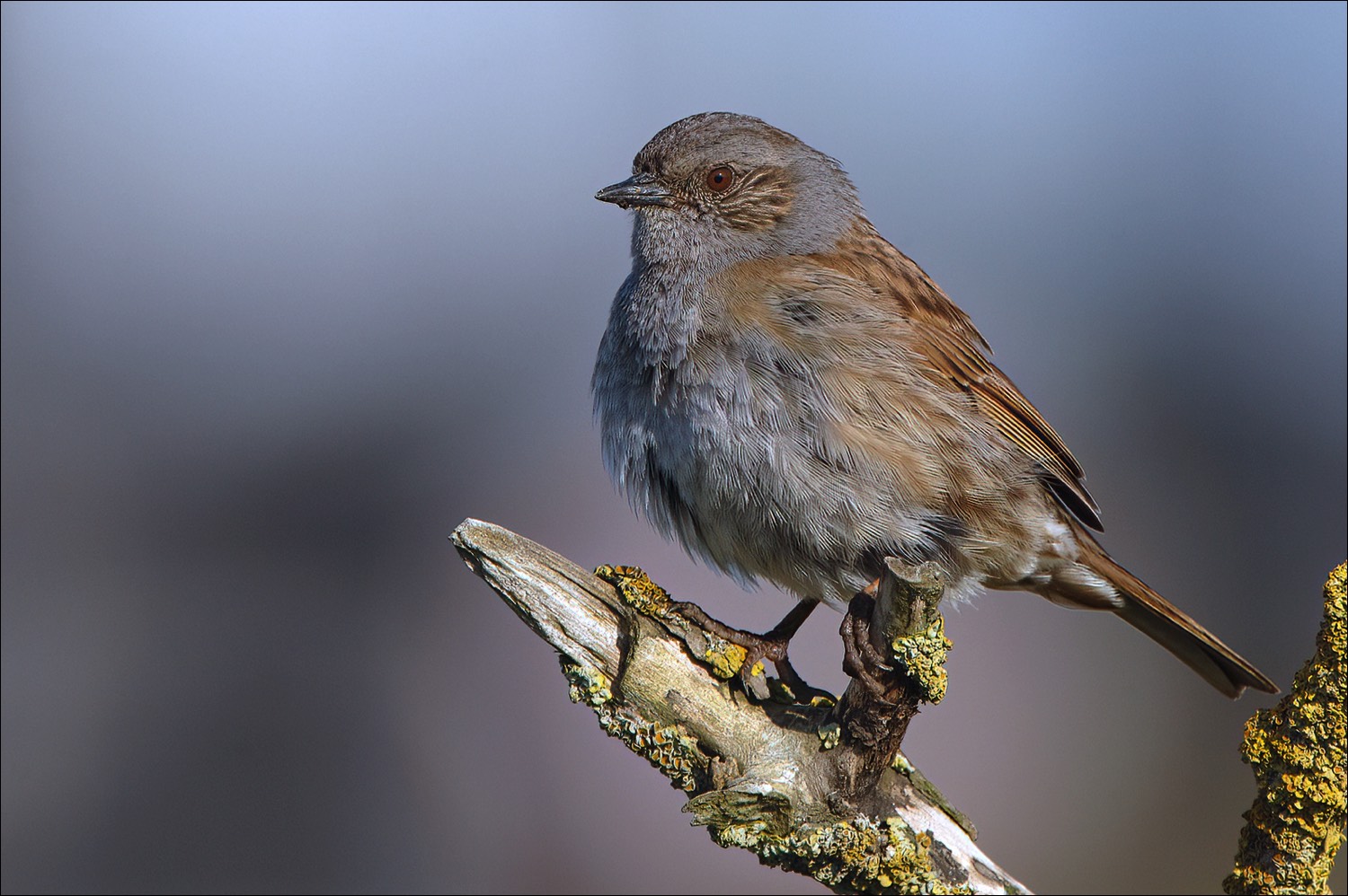 Hedge Accentor (Heggenmus)