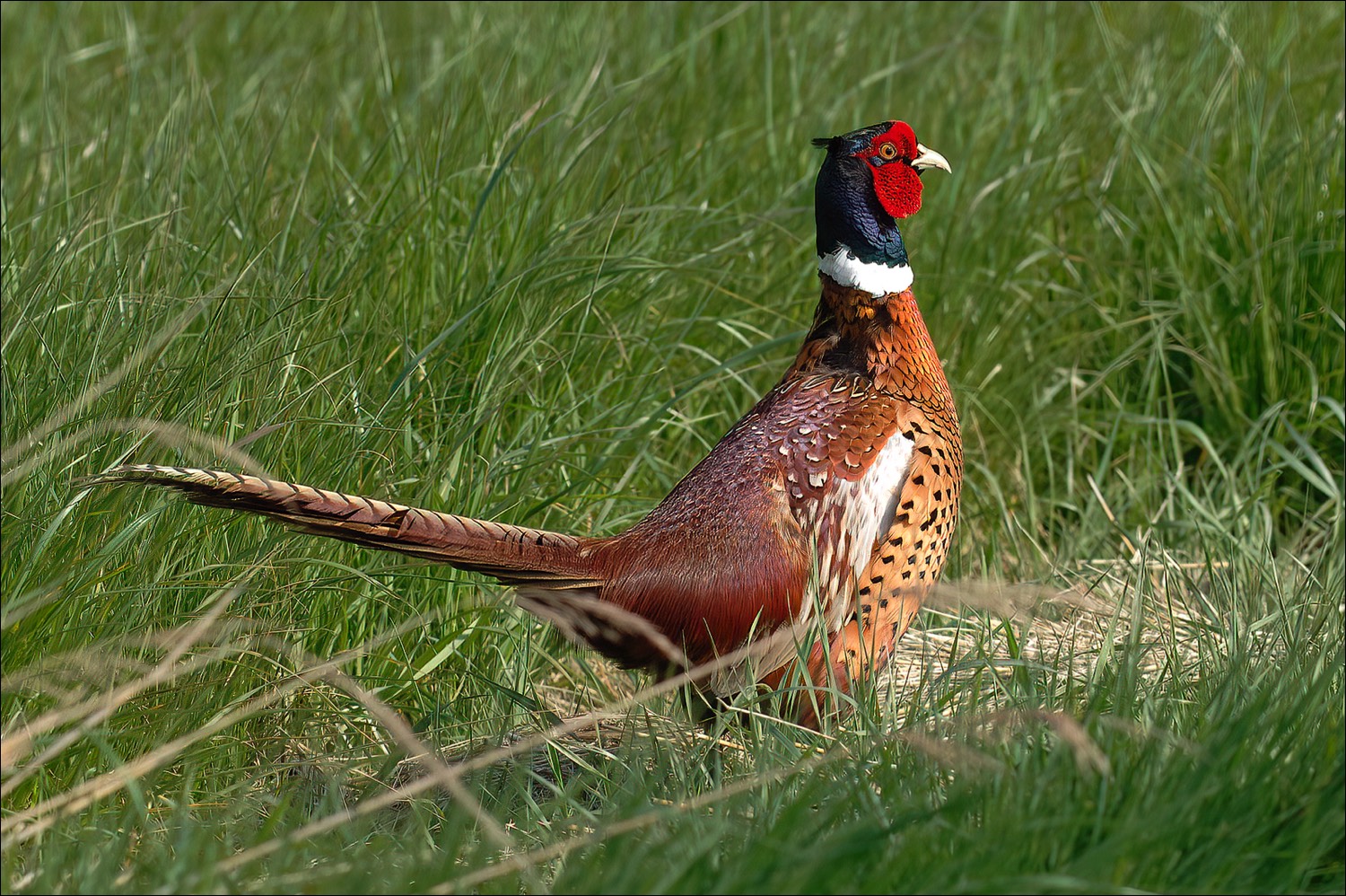 Pheasant (Fazant)