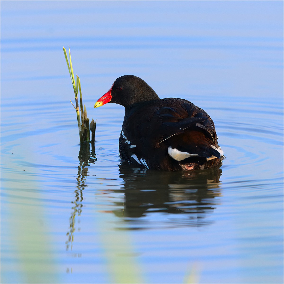 Moorhen (Waterhoen)