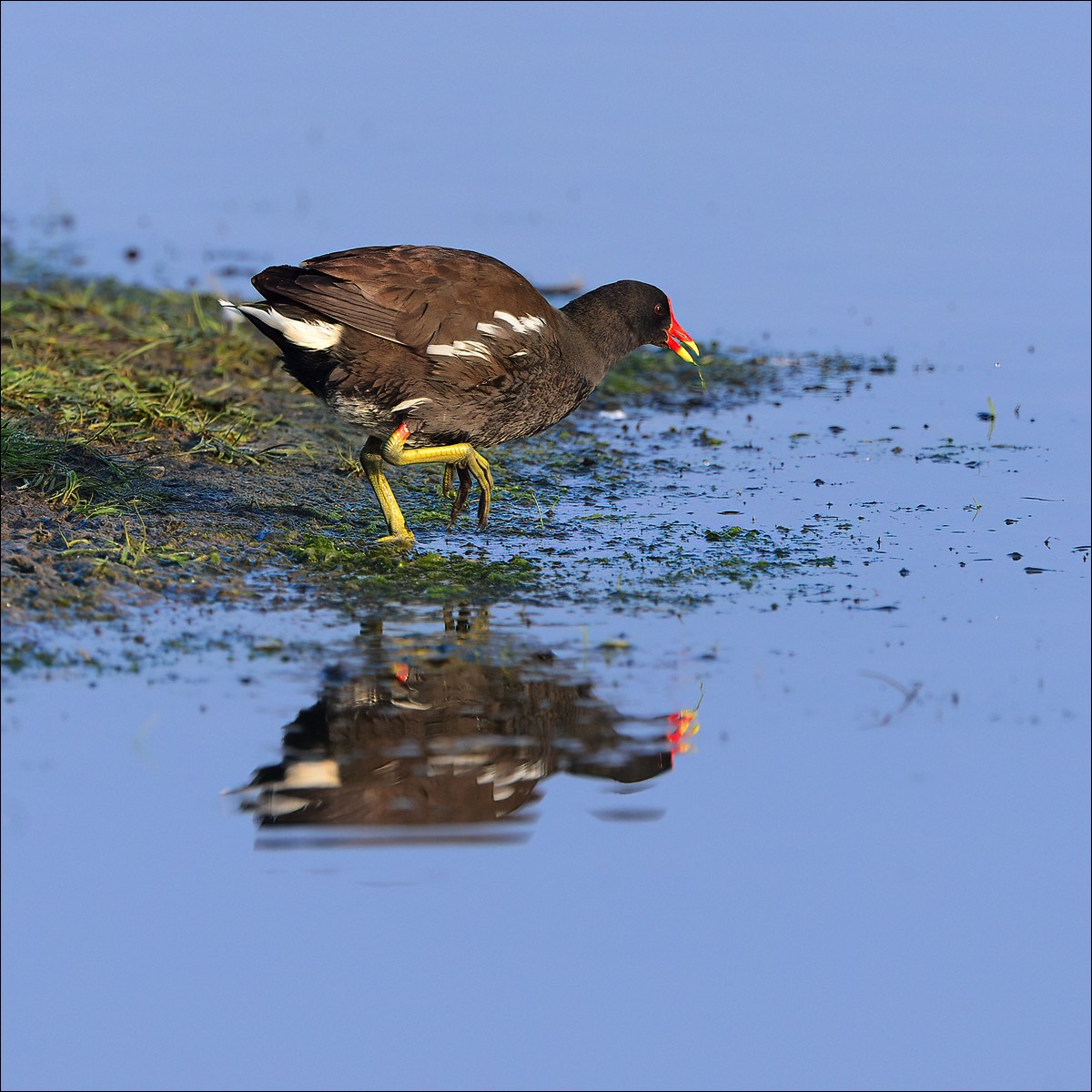 Moorhen (Waterhoen)