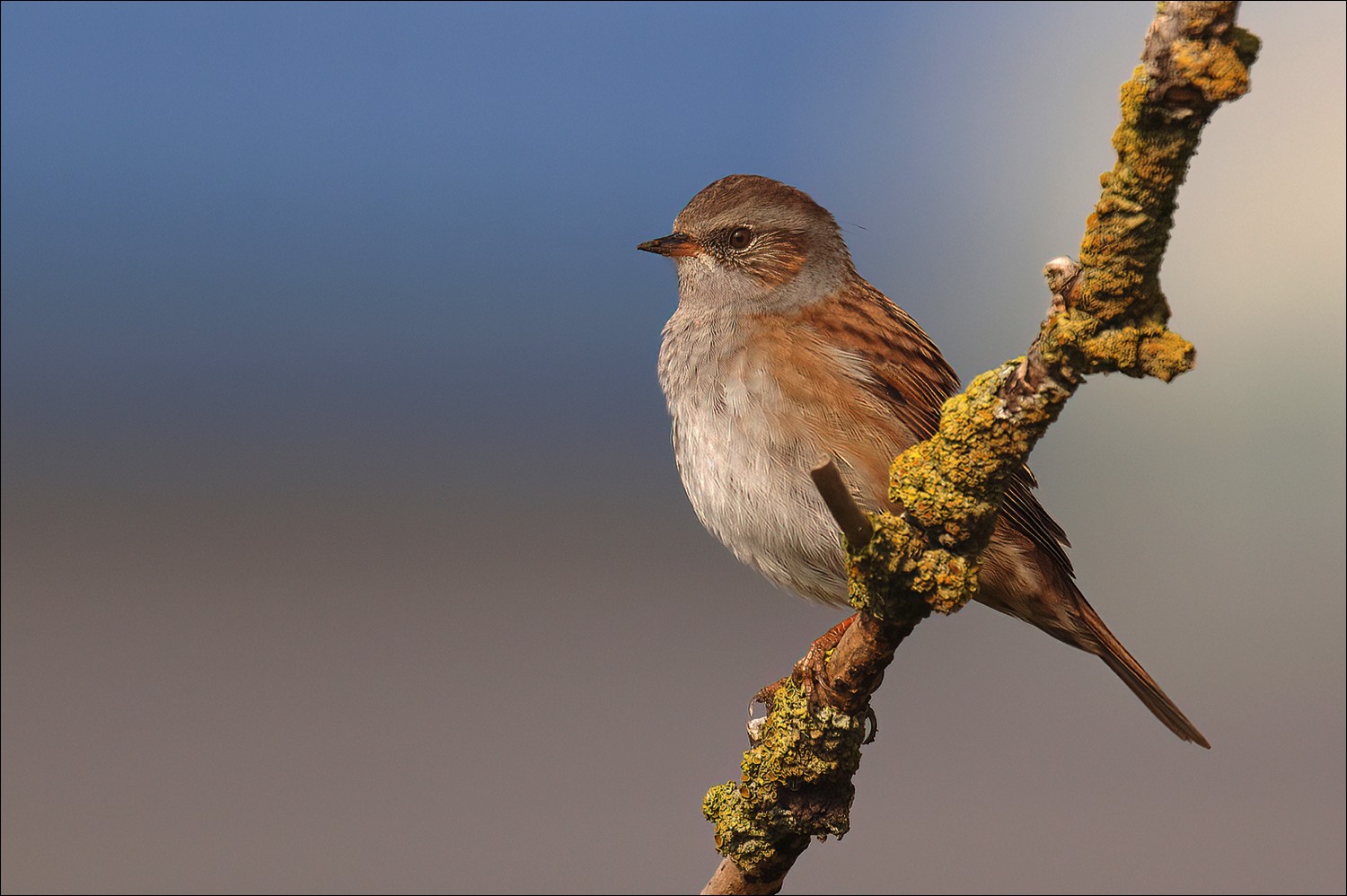 Hedge Accentor (Heggenmus)