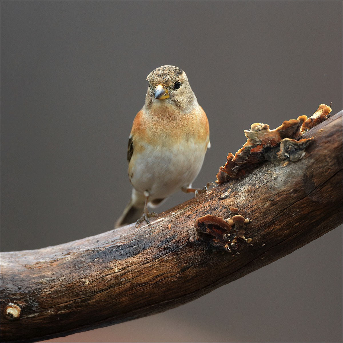 Brambling (Keep)