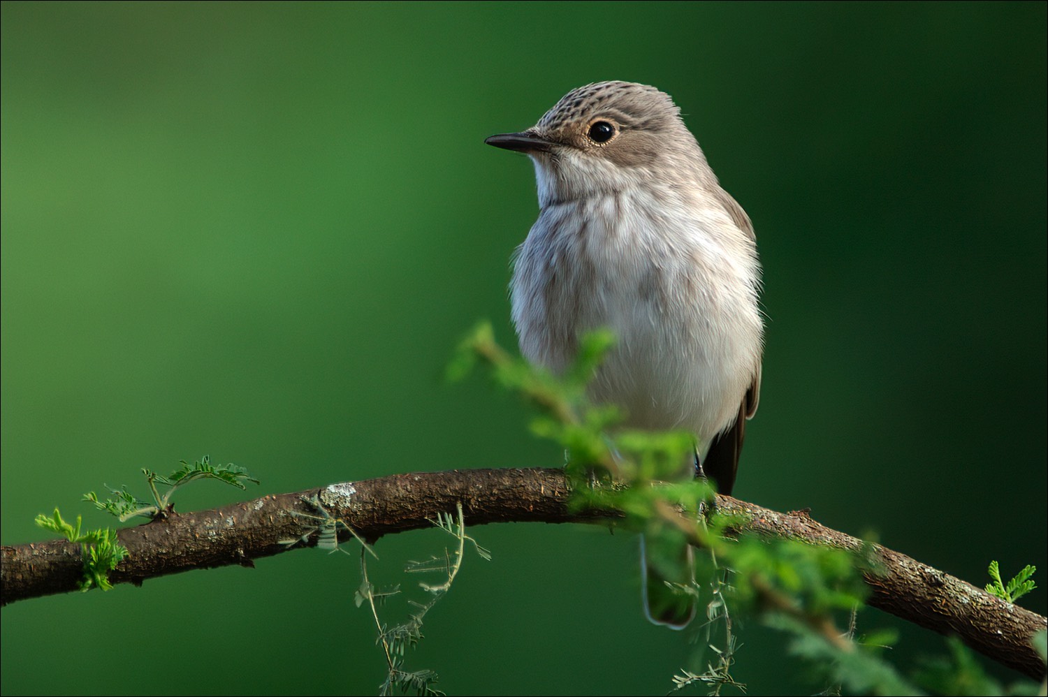 Spotted Flycatcher (Grauwe Vliegenvanger)