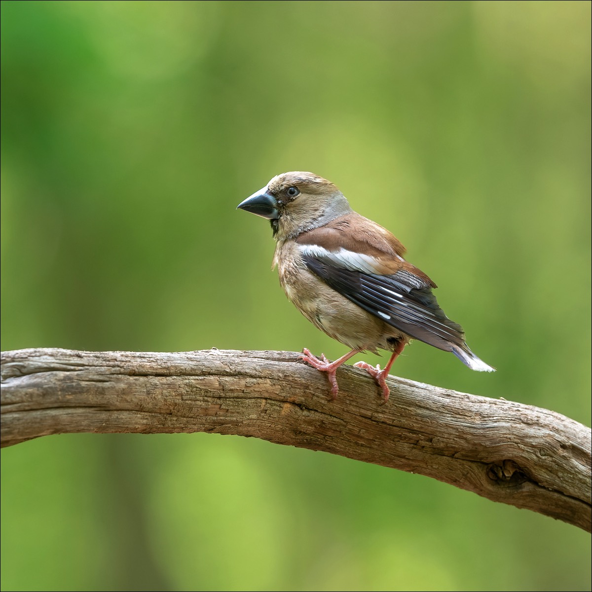 Hawfinch (Appelvink)