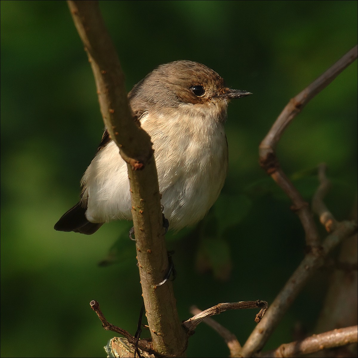 Pied Flycatcher (Bonte Vliegenvanger)