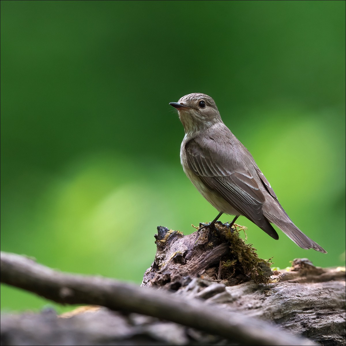 Spotted Flycatcher (Grauwe Vliegenvanger)