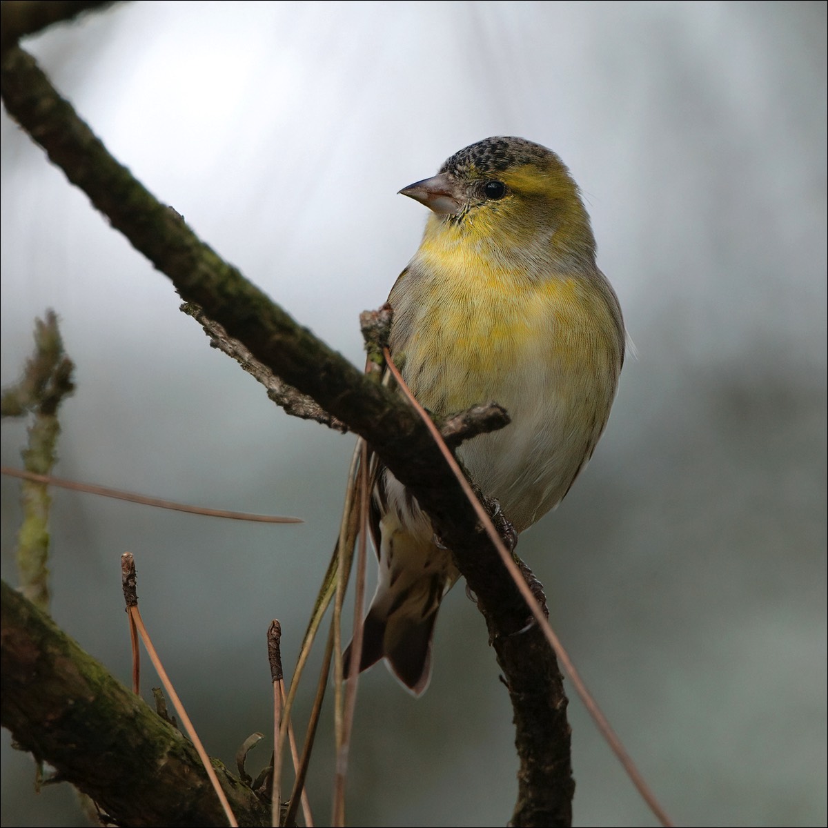 Siskin (Sijs)