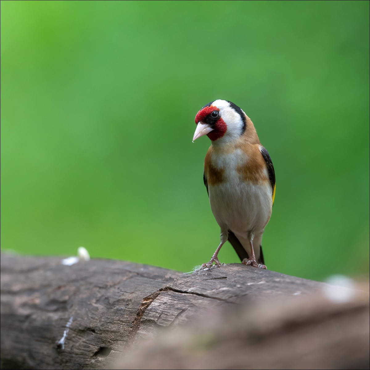 Goldfinch (Putter)