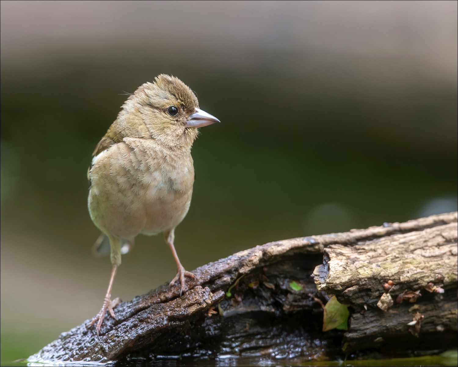 Chaffinch (Vink)