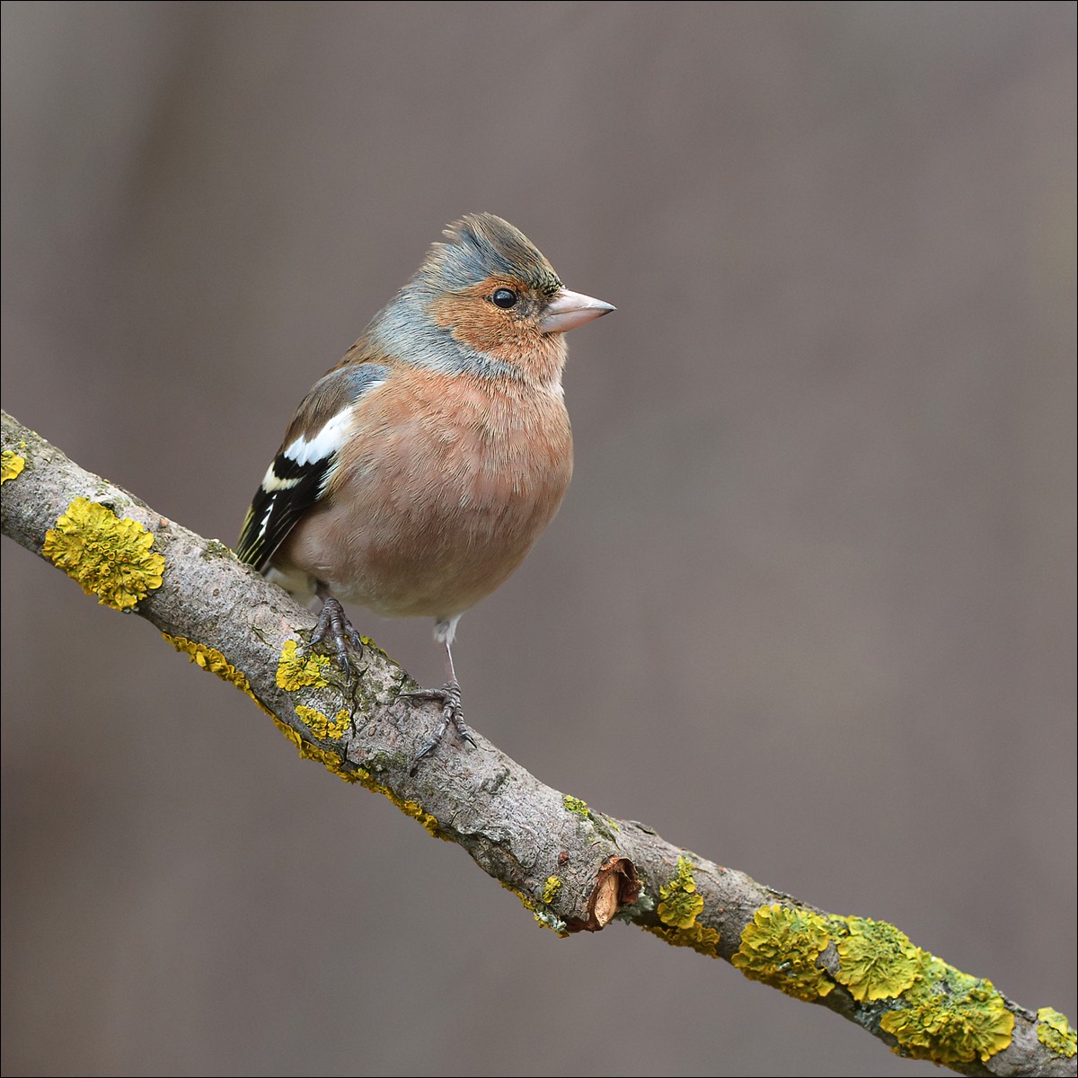 Chaffinch (Vink)