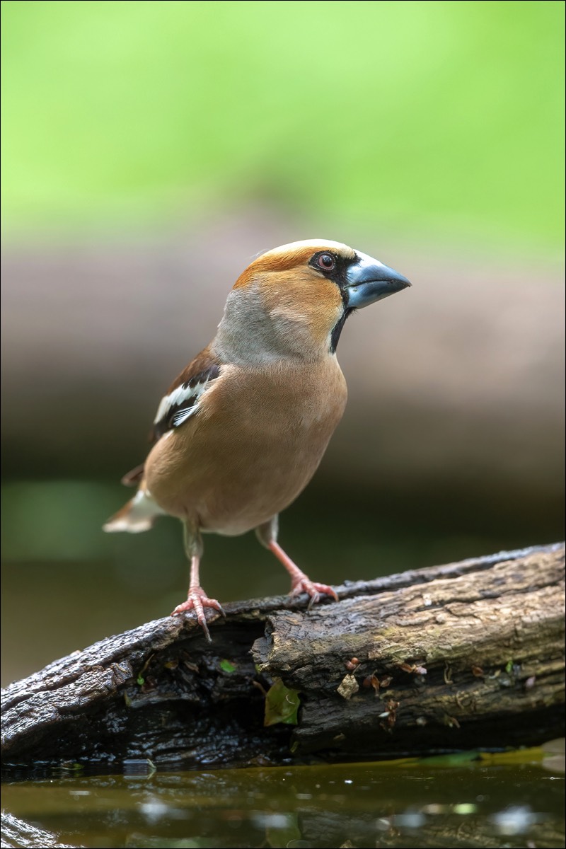 Hawfinch (Appelvink)