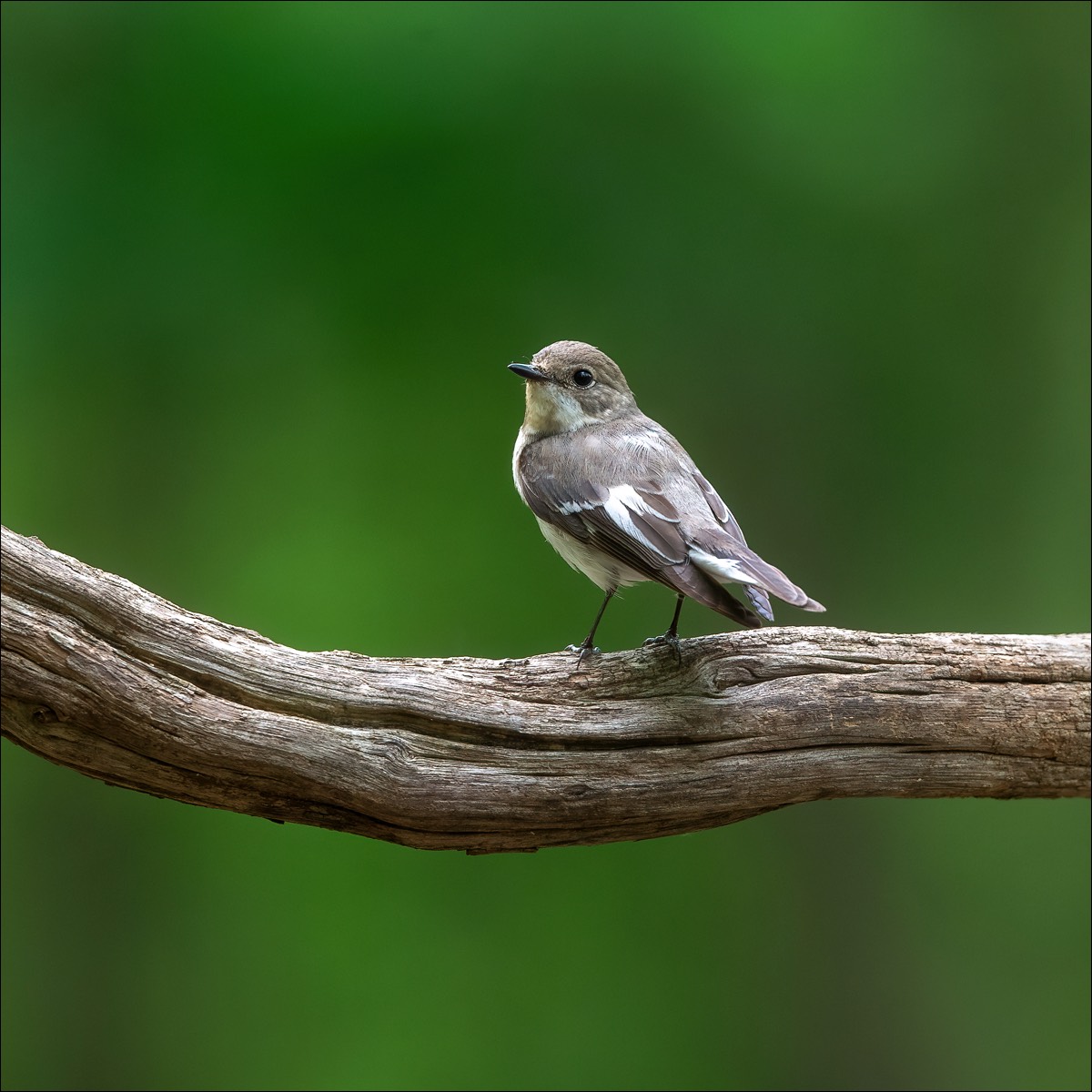 Collared Flycatcher (Withlsvliegenvanger)