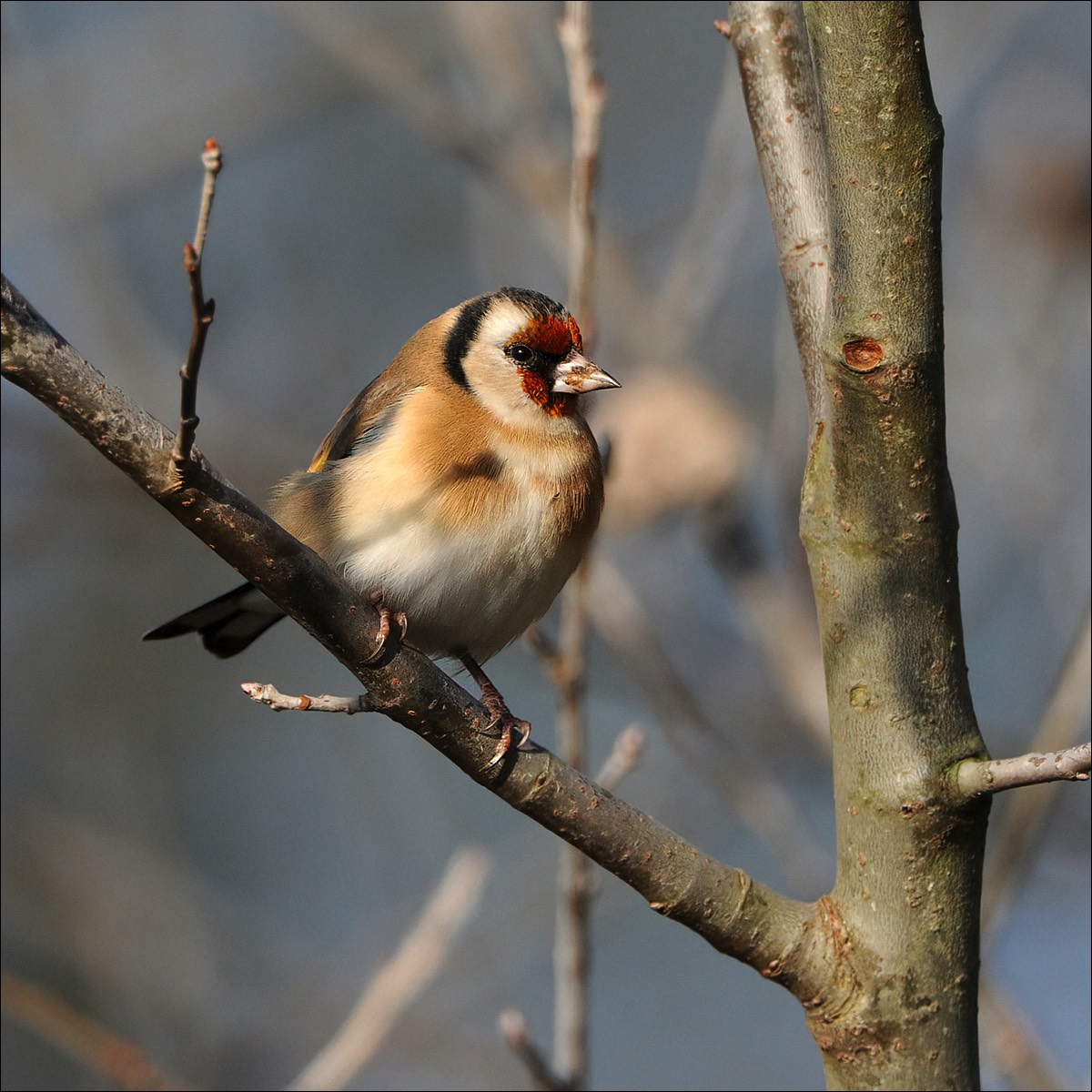 Goldfinch (Putter)