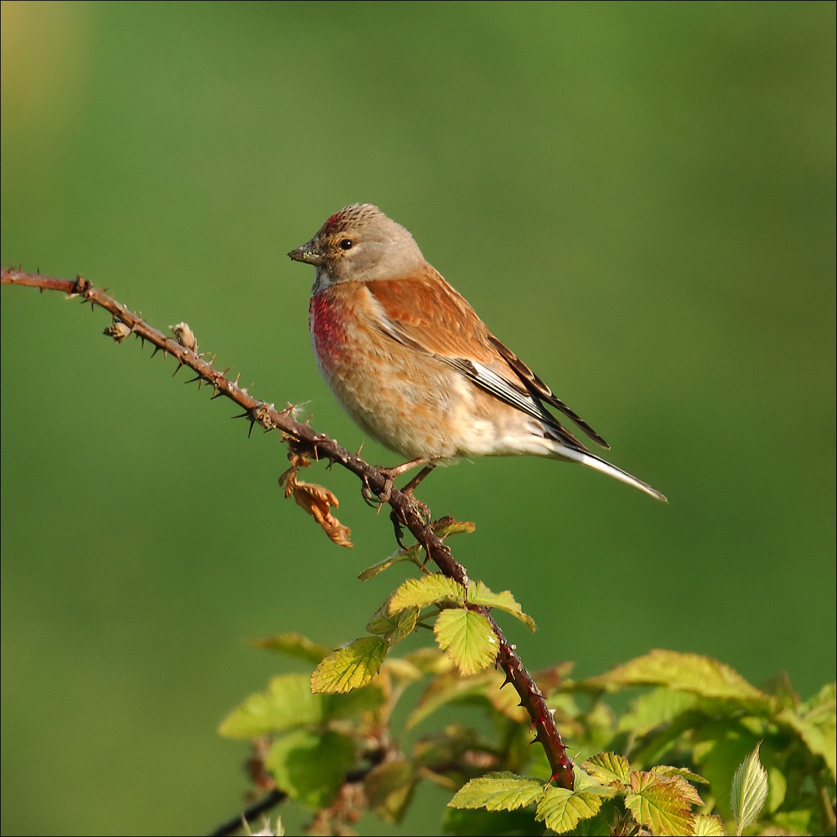 Linnet (Kneu)