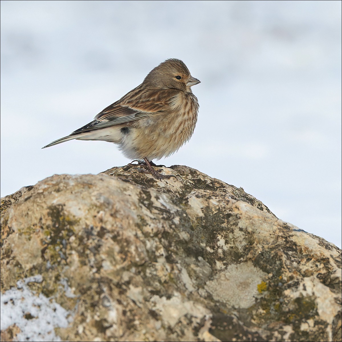 Linnet (Kneu)