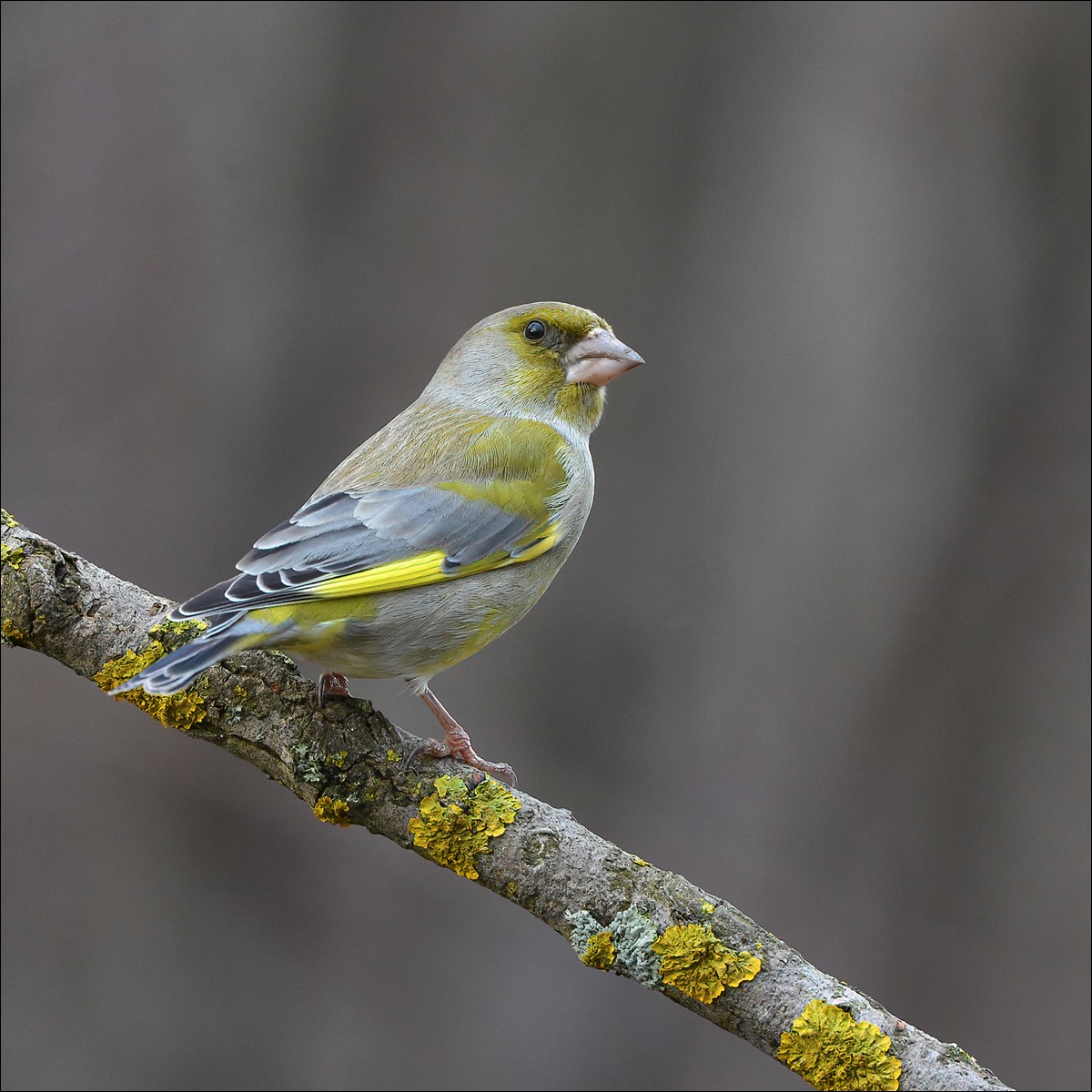 Greenfinch (Groenling)