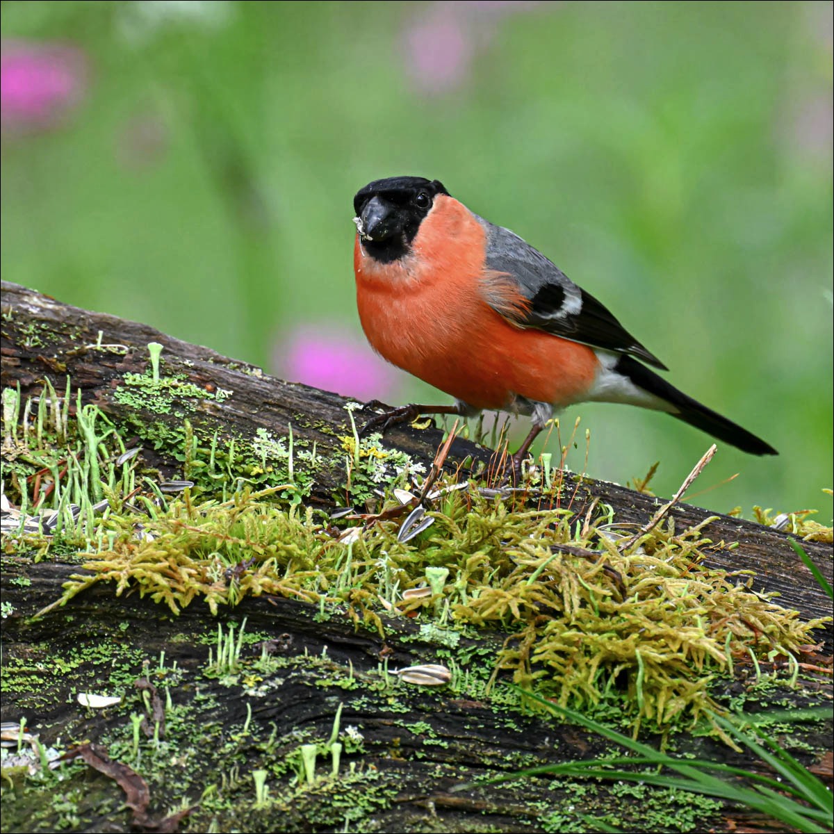 Eurasian Bullfinch (Goudvink)